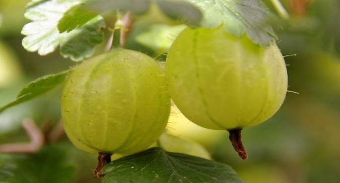 10 Amazing Health Benefits Of Amla 10 Amazing Health Benefits Of Amla