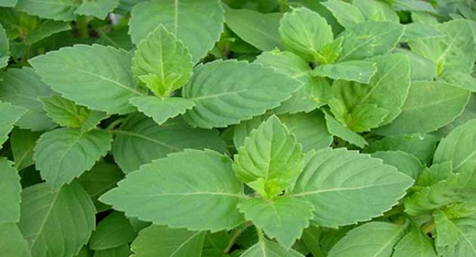 Top 10 Health Benefits of Tulsi
